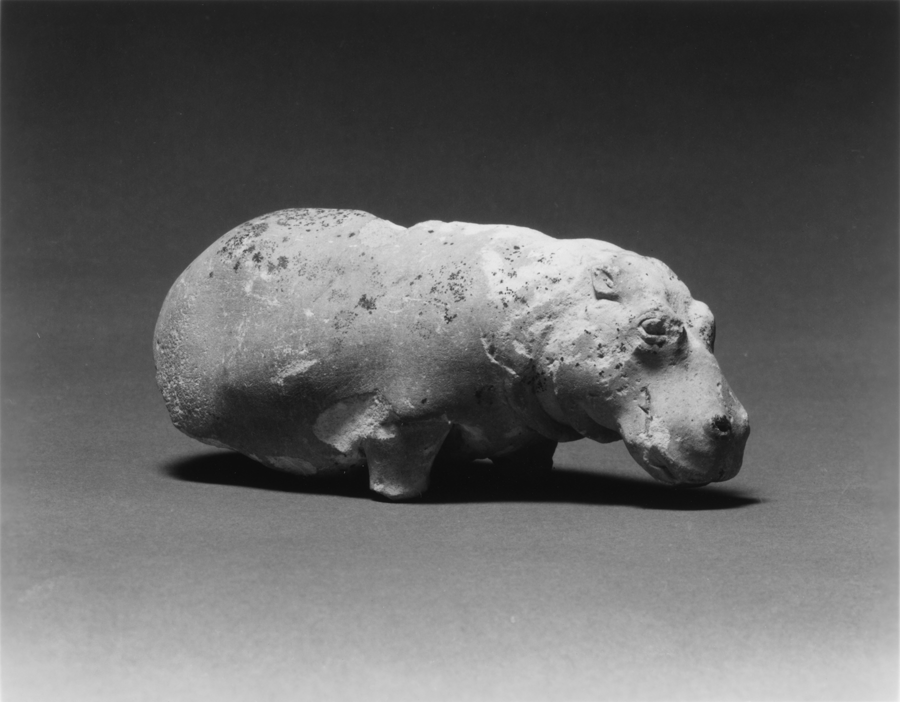Hippopotamus