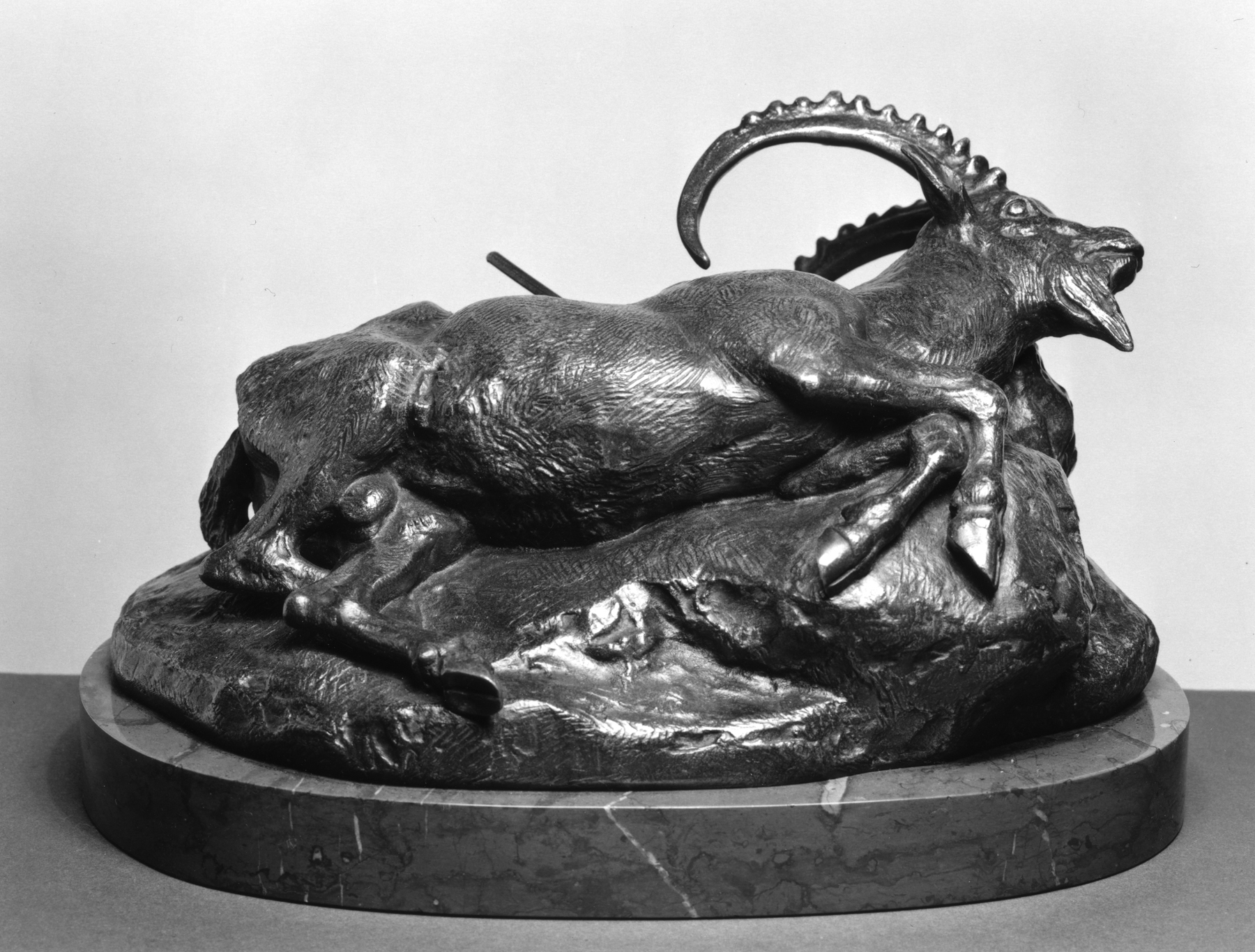 Wounded Ibex