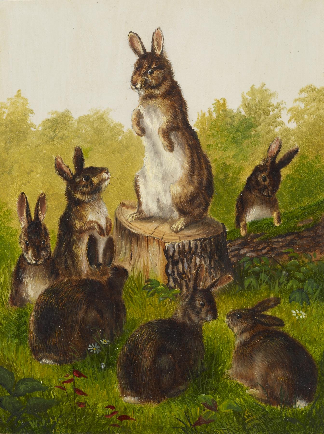 Rabbits