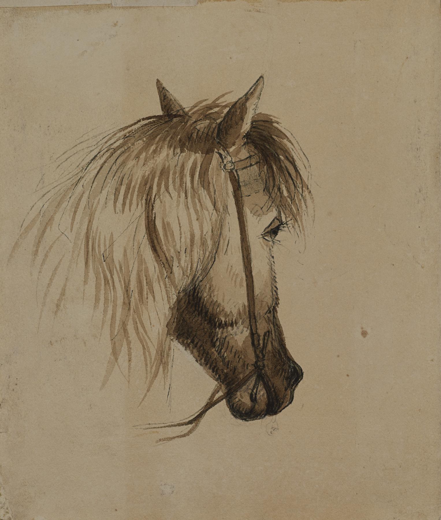 Head of a Horse