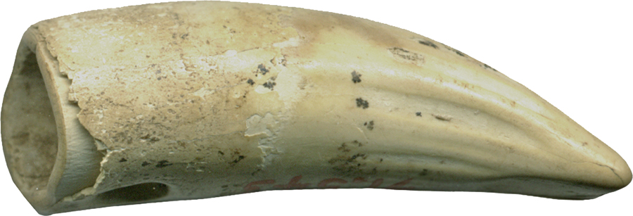 Pontiff Tooth Tooth | The Walters Art Museum